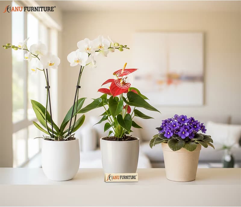 Plants & Flowers